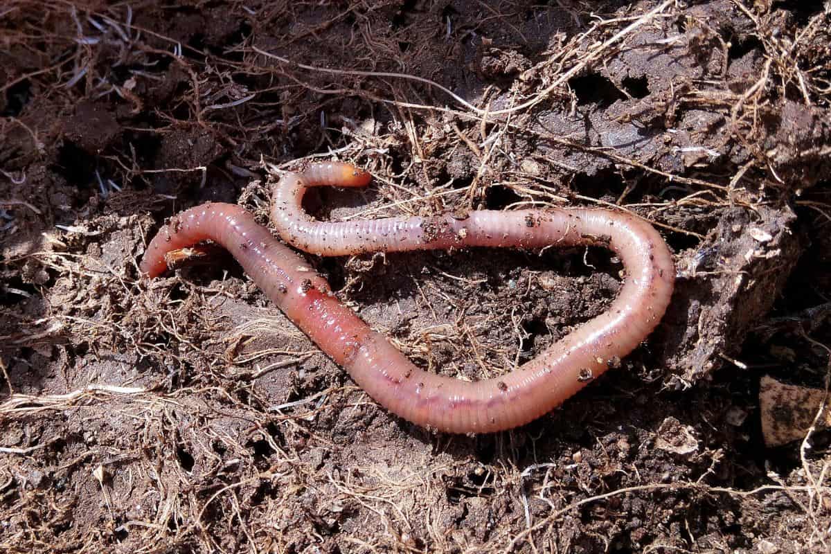 facts about worms for kids