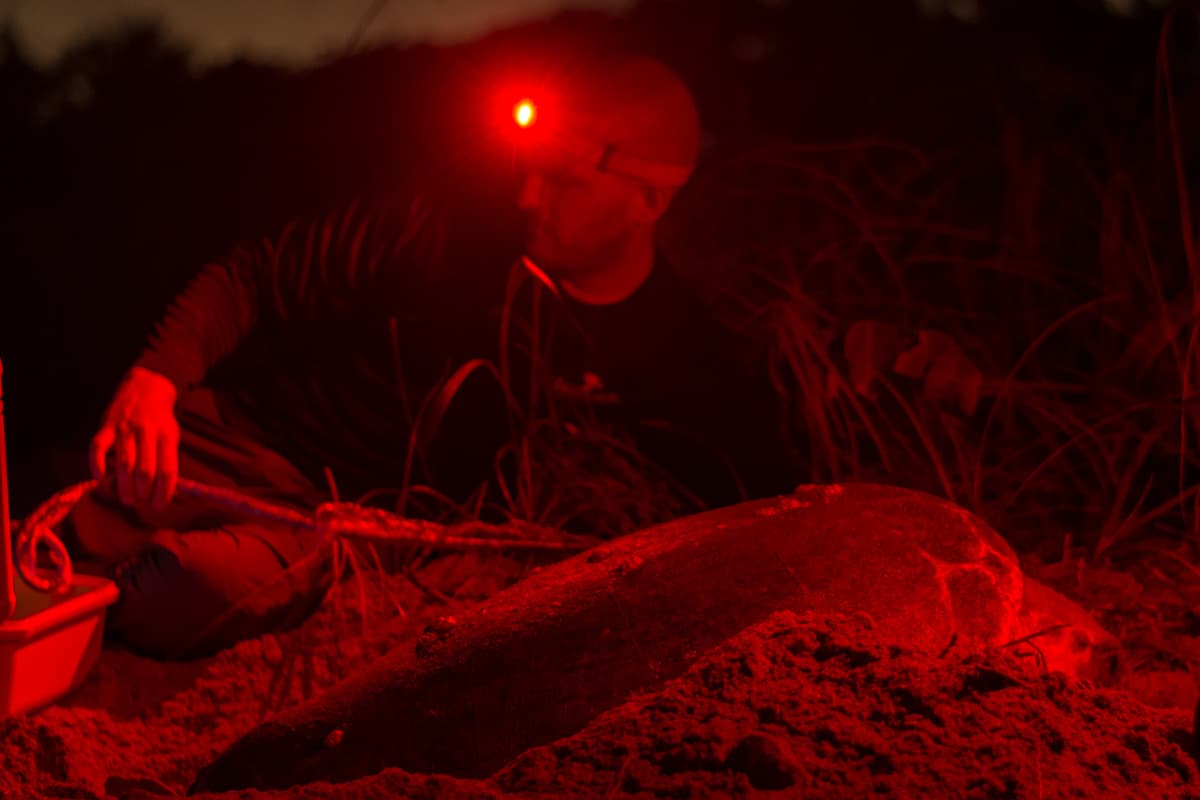 Nesting sea turtle on the beach with biologist in South Florida. 