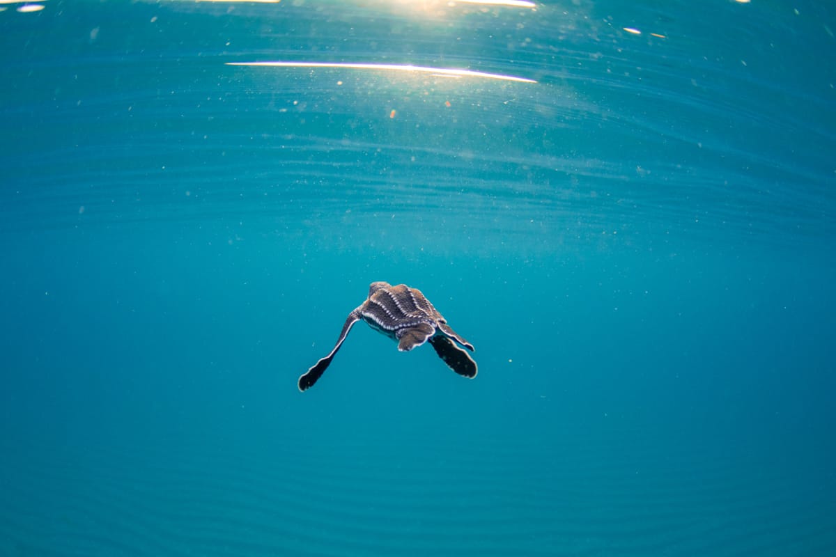 leatherback hatchling swims in Florida waters. 