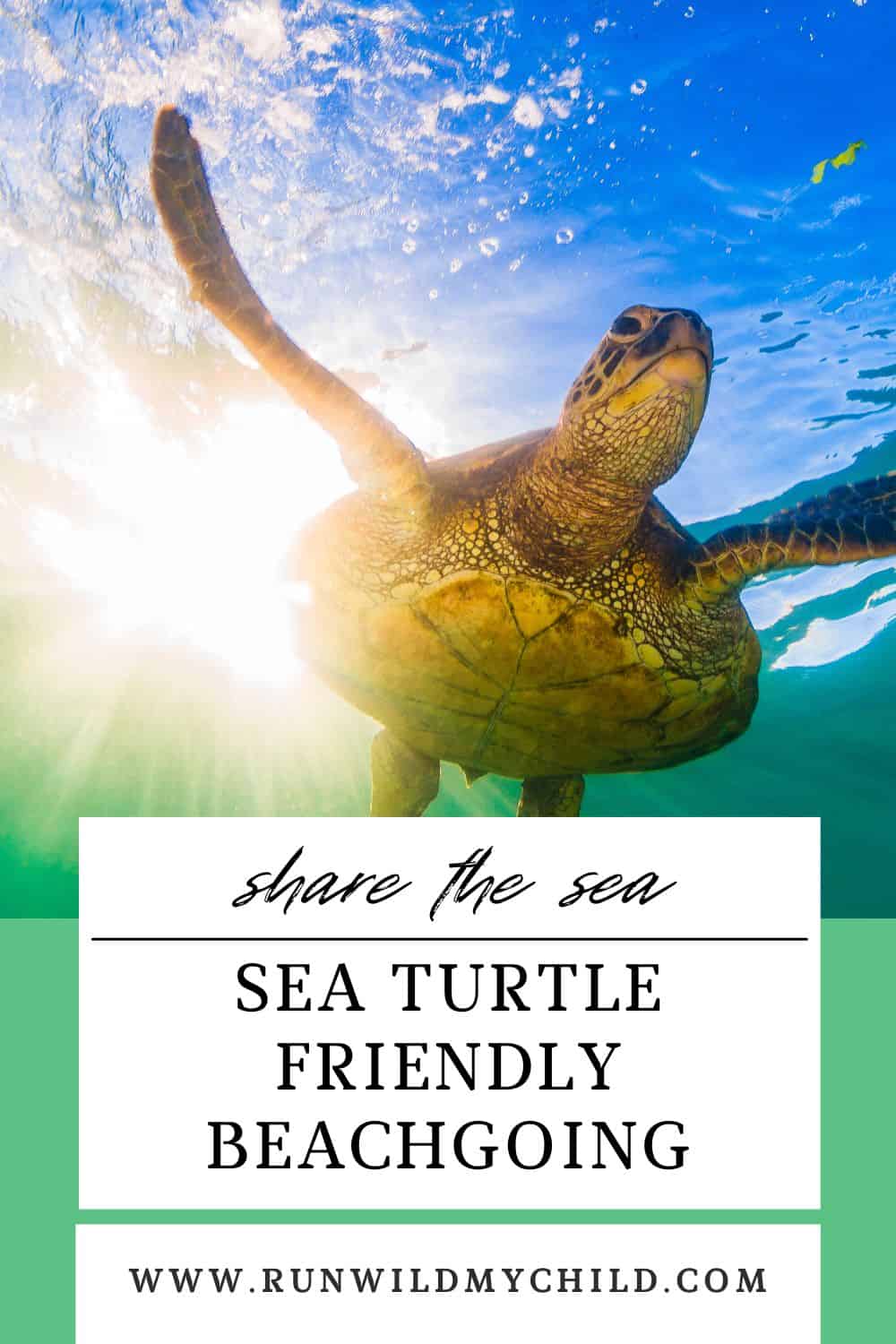 sea turtle friendly beachgoing - how to protect and respect sea turtles when you're at the beach