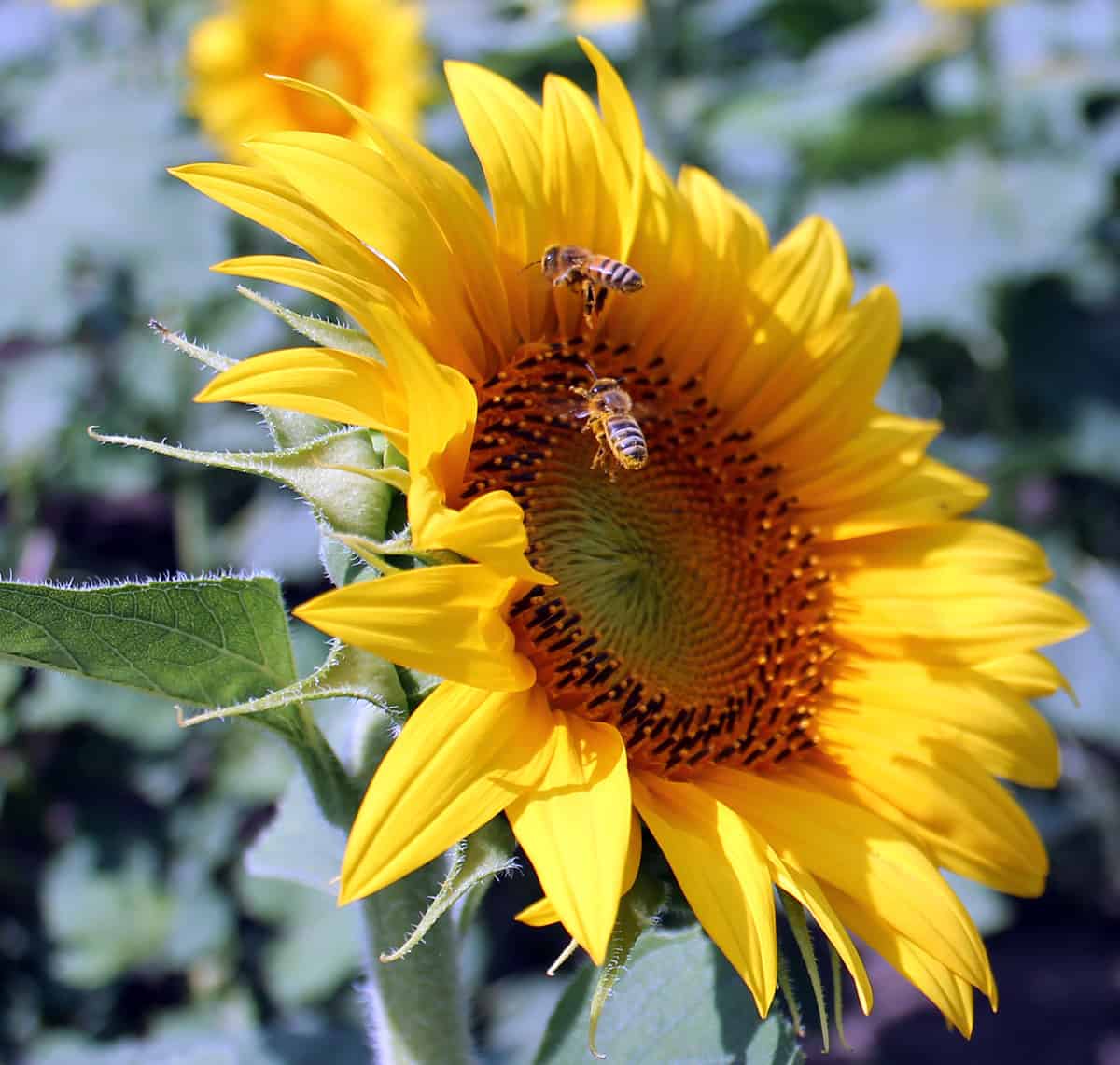 Two bees work to pollinate a sunflower in a sunflower field.