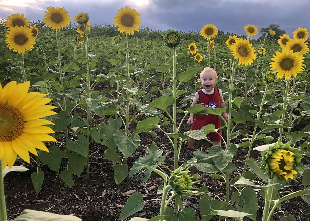 A young child smiles at camera after running off during family photos at the sunflower field.