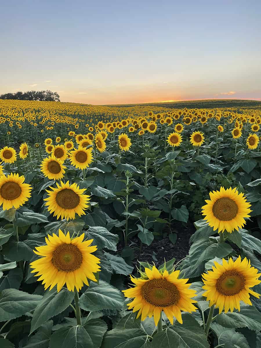 Hundreds of sunflowers blanket the rolling hills at sunset.