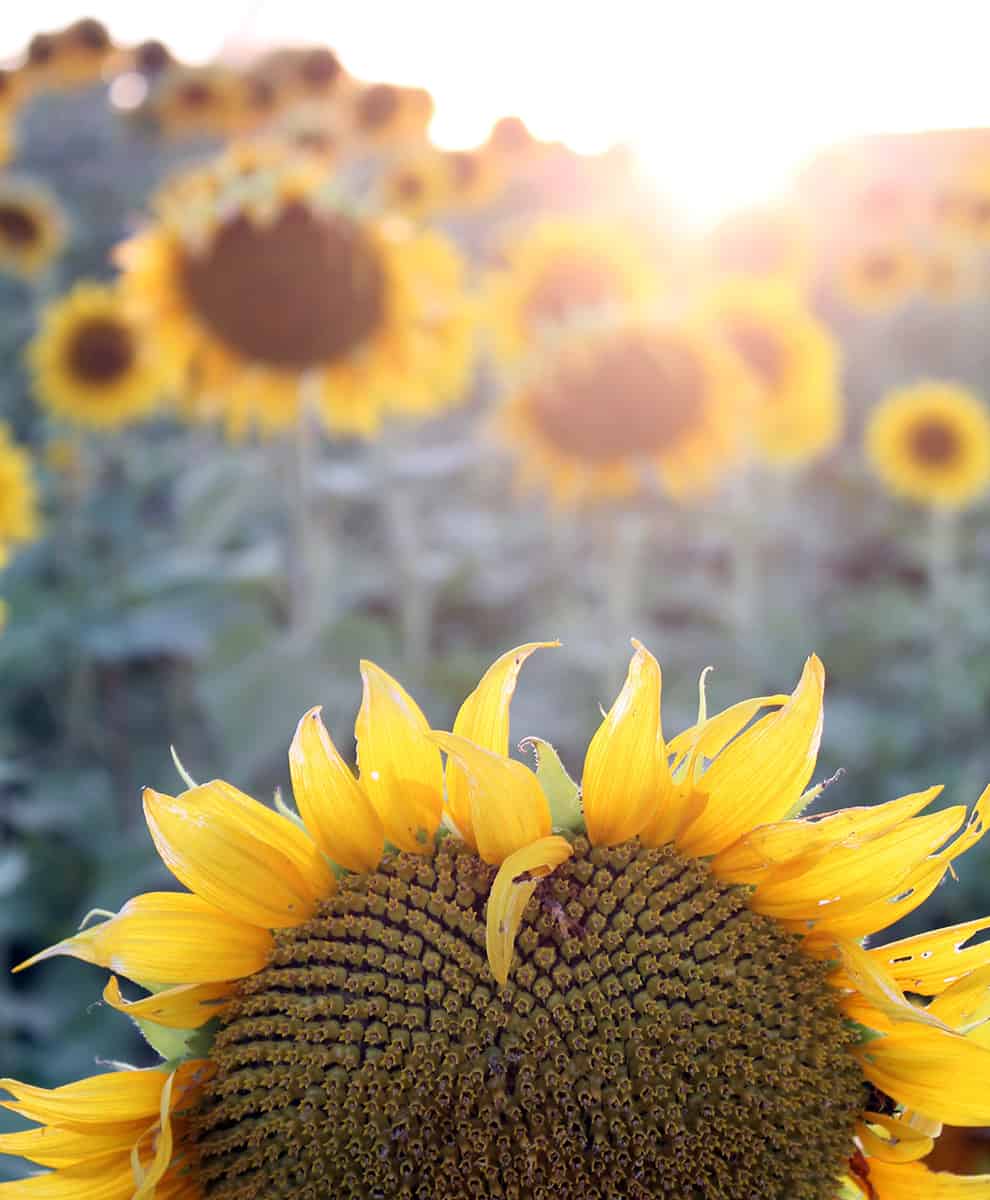 A heart-shaped sunflower is backlit by the setting sun.