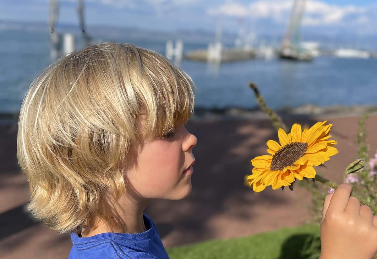 A child smells a sunflower next to the ocean.