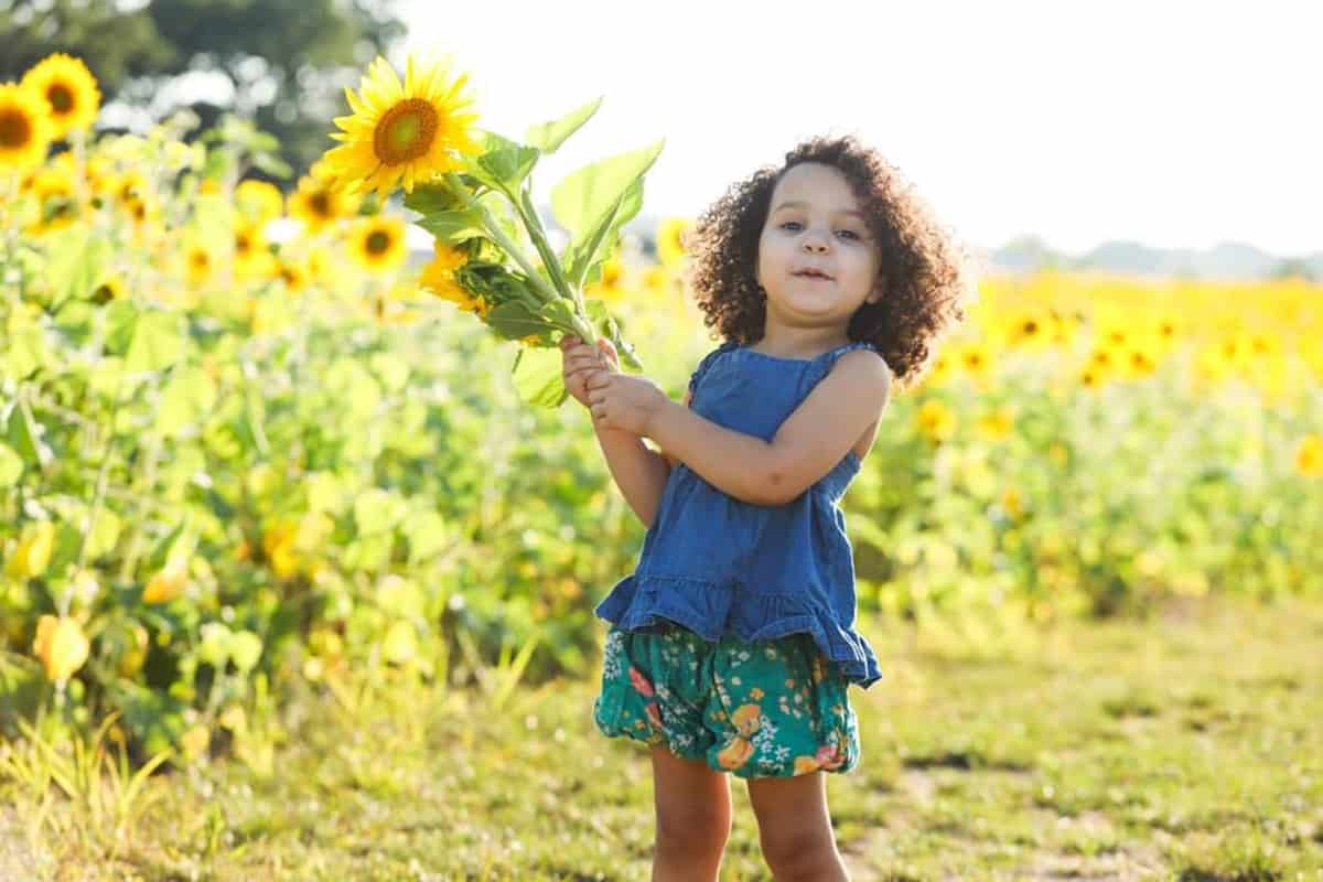 A child carries cut blooms after taking photos at the sunflower field with family.