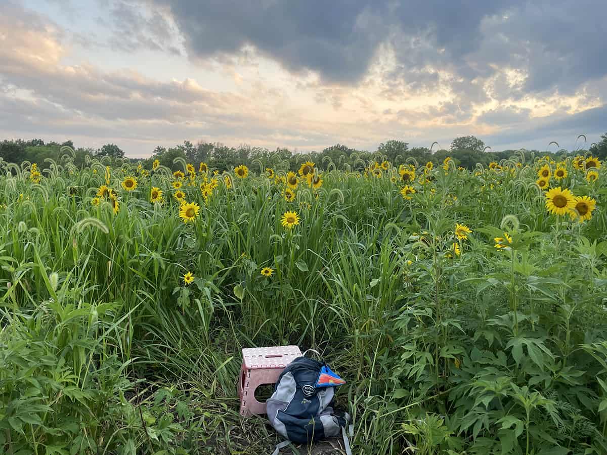 A stool and backpack sit at the edge of a sunflower field.