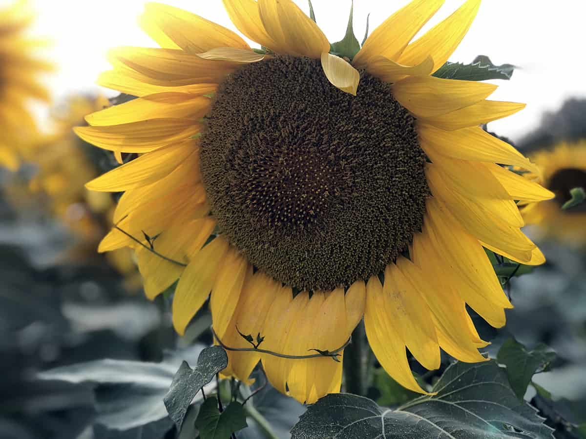 A vine wraps around the petals of a sunflower in a field.