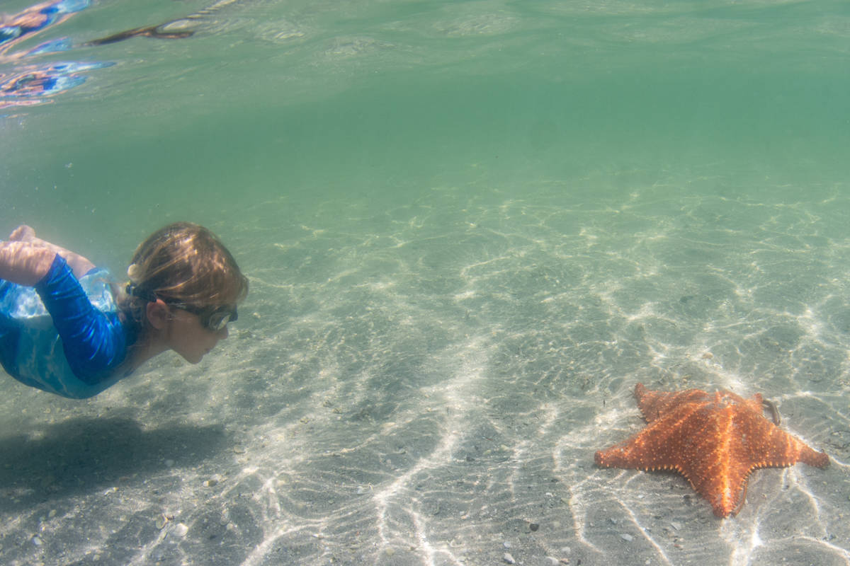 Kid snorkeling in Florida next to a sea star