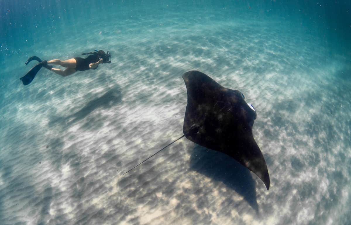 Freediver swims with manta ray in Florida. 