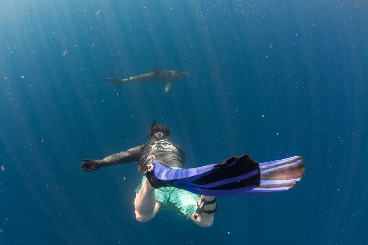 Freediver with shark in Florida. 