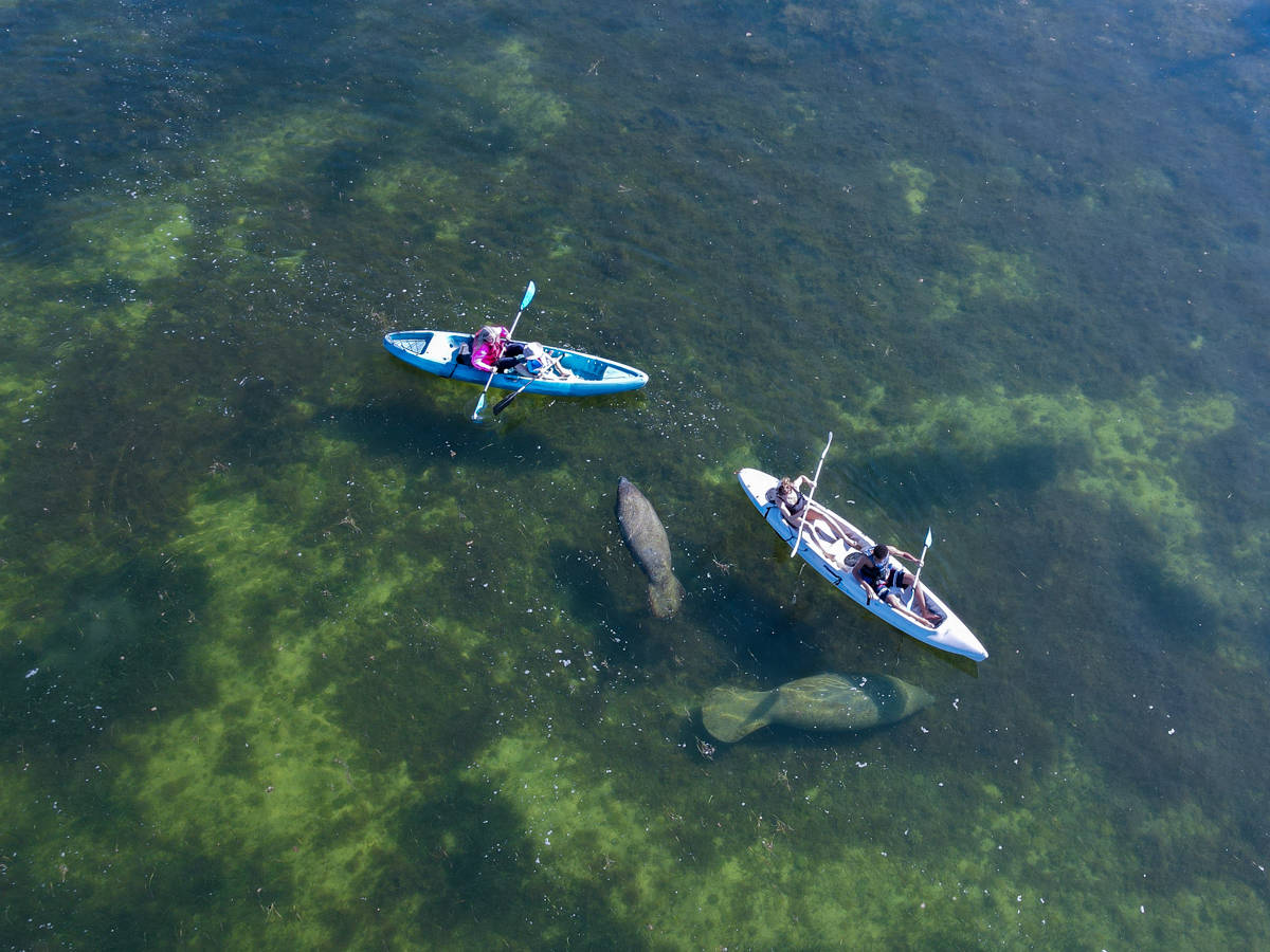 Families kayaking with manatees in the Florida Keys