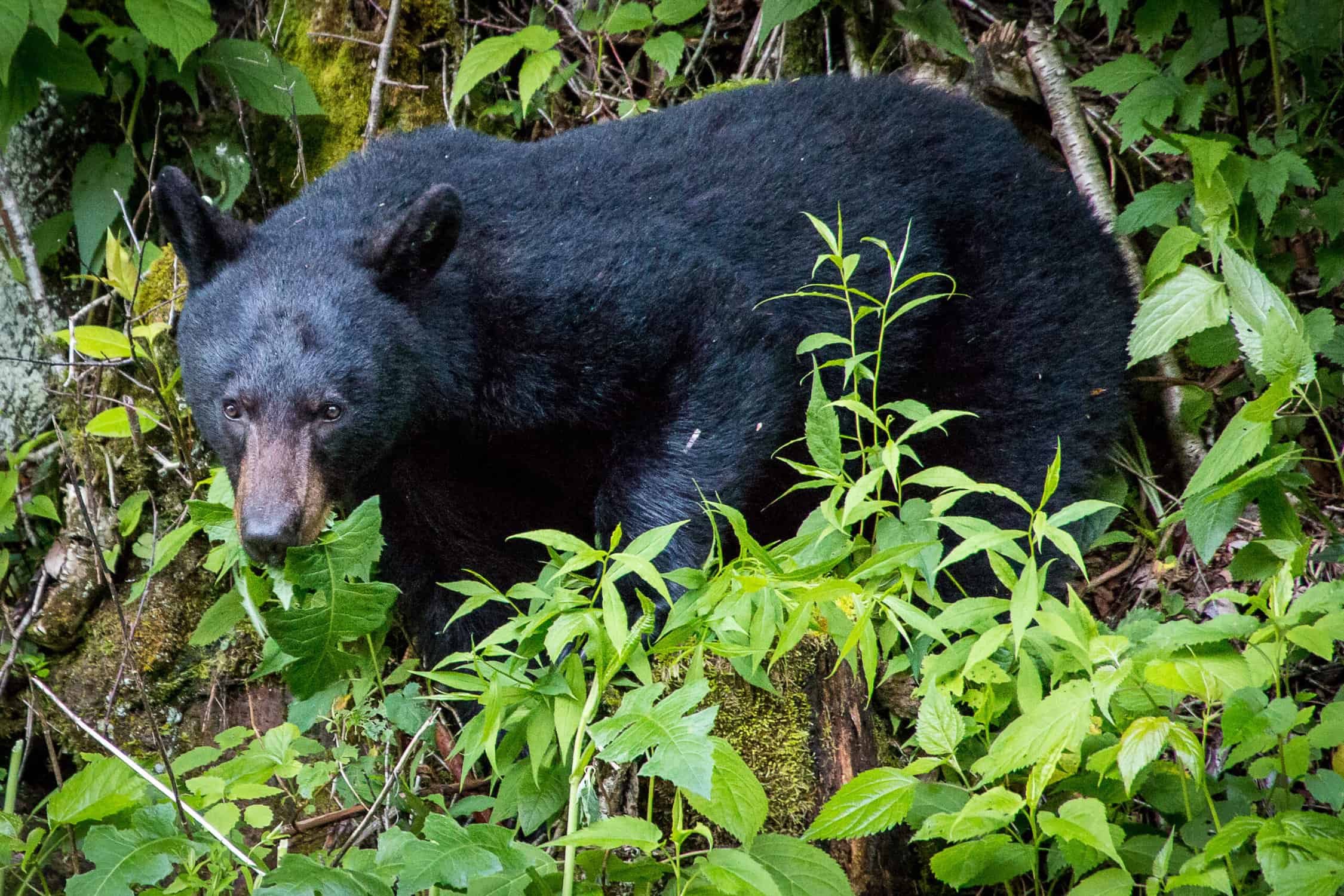 Bears in Great Smoky Mountains National Park
