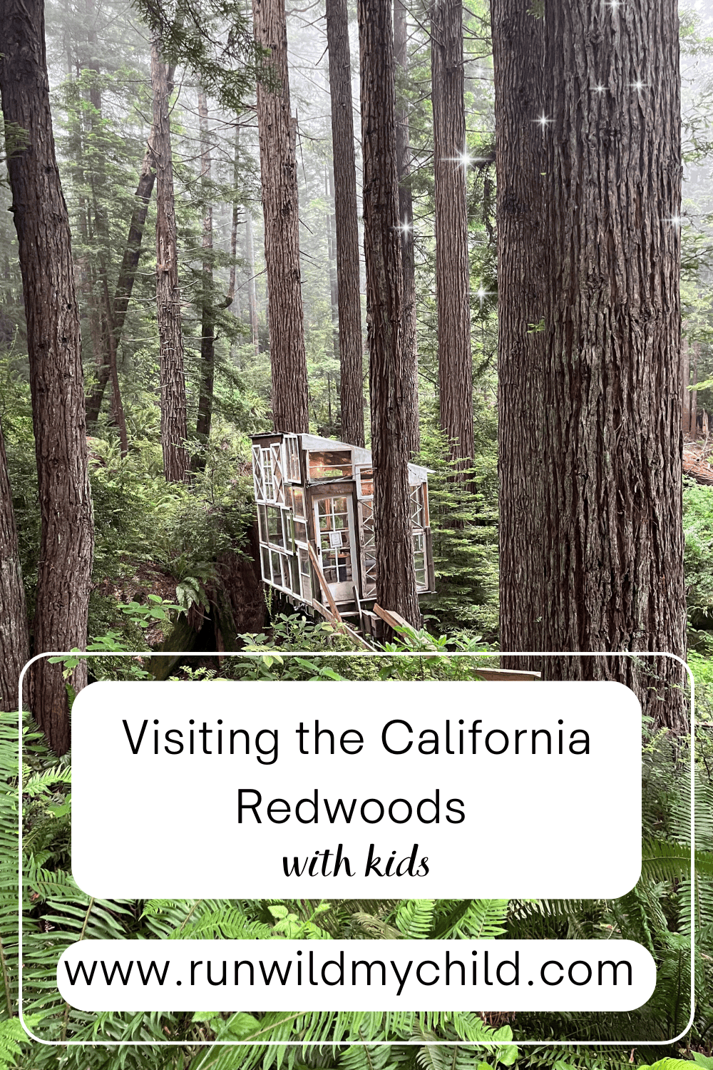 Tips for visiting the California redwoods with kids