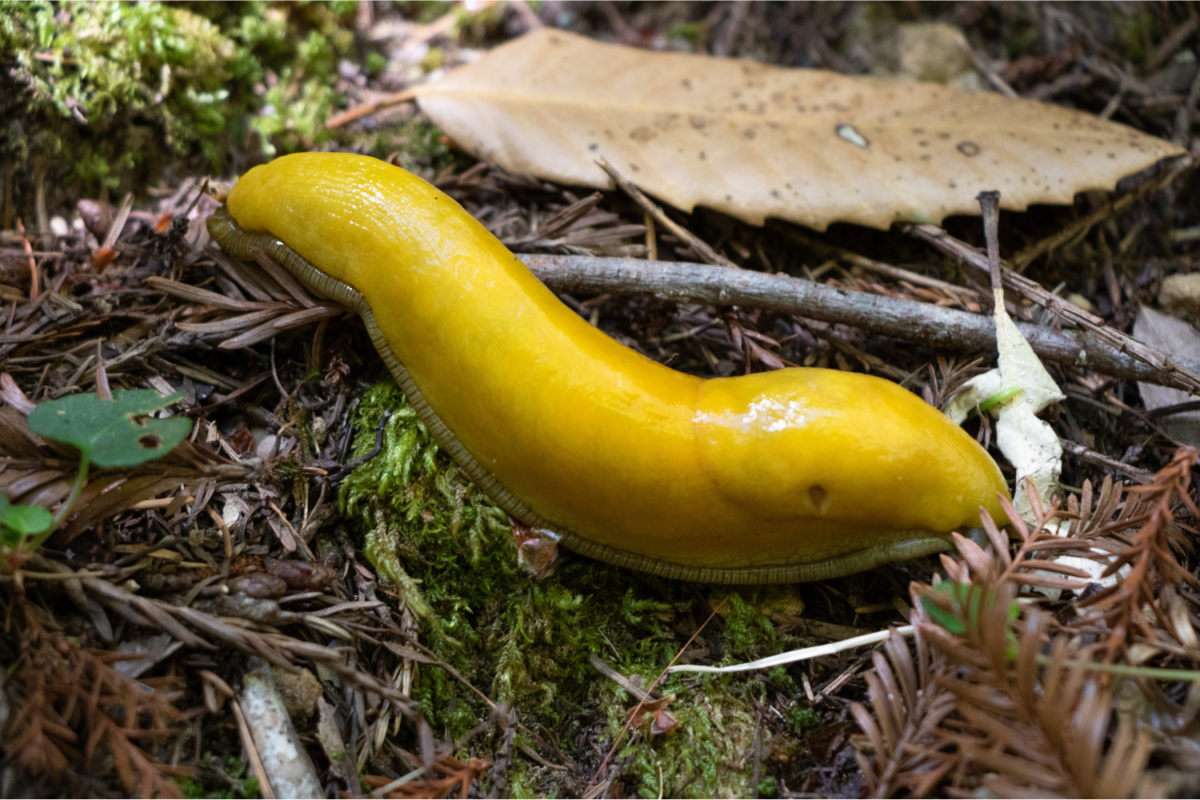 banana slug at Prairie Creek Redwoods State Park