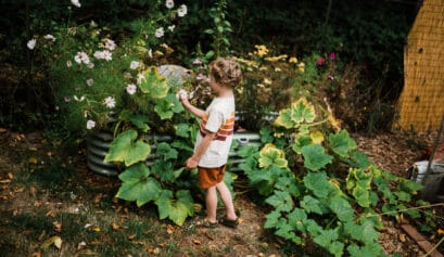 Boy examines cosmo flower at a vego garden bed.