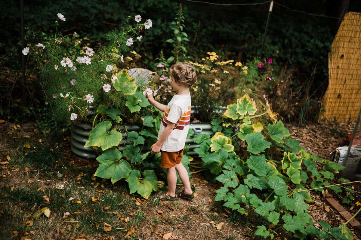 Garden guide for parents - Boy examines cosmo flower at a vego garden bed.