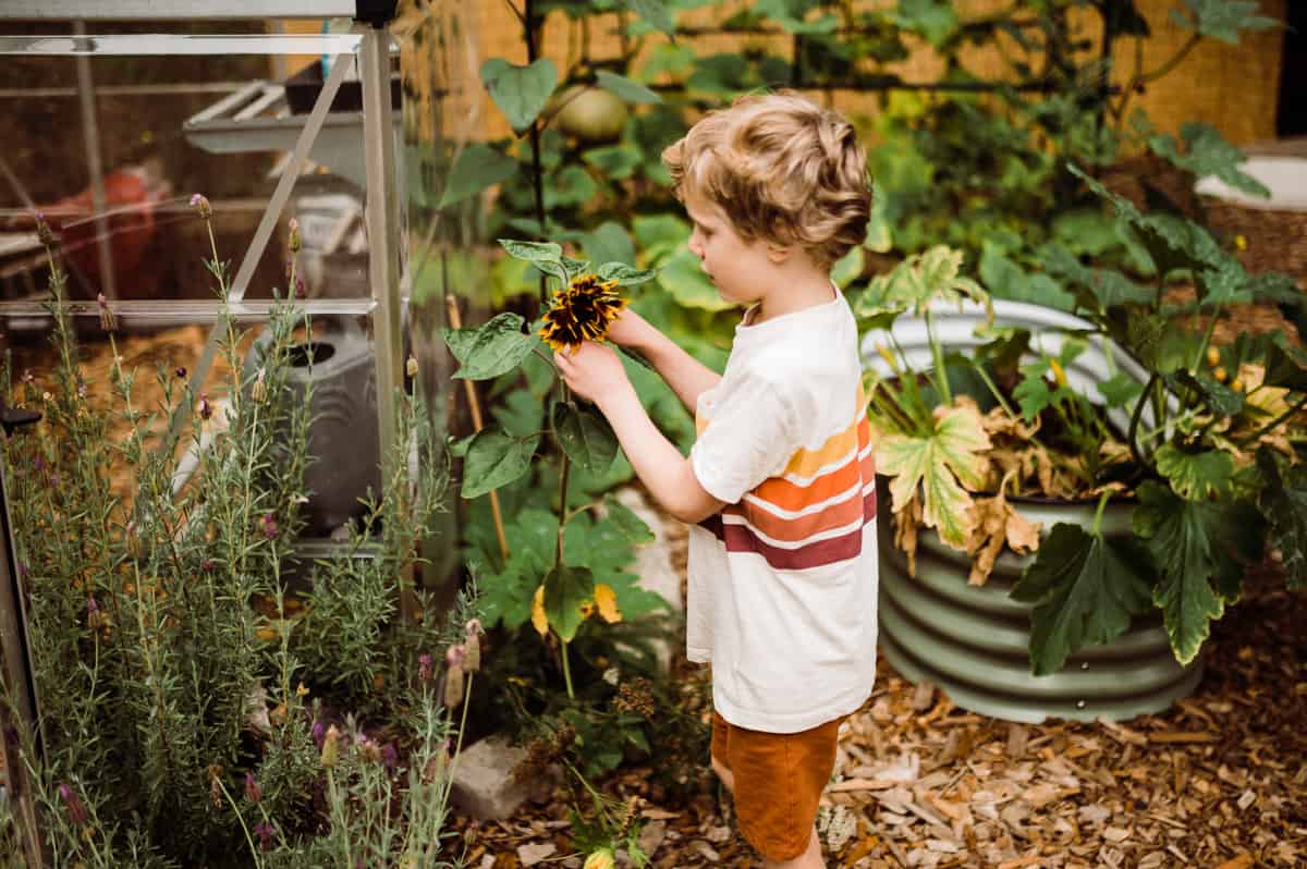 The ultimate gardening guide for gardening with kids - Child inspects a sunflower.