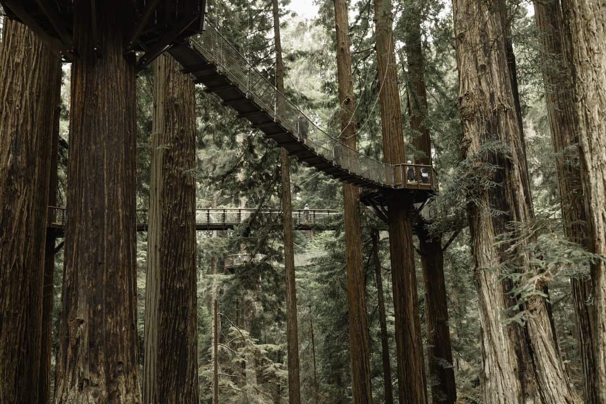 sequoia park in Eureka California - skywalk