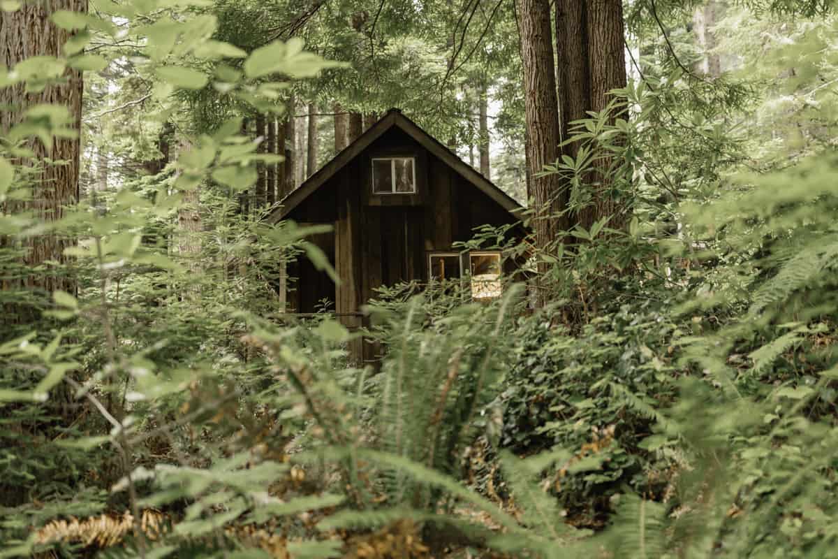 rustic treehouse cabin getaway in Humboldt Coastal Redwoods California for families