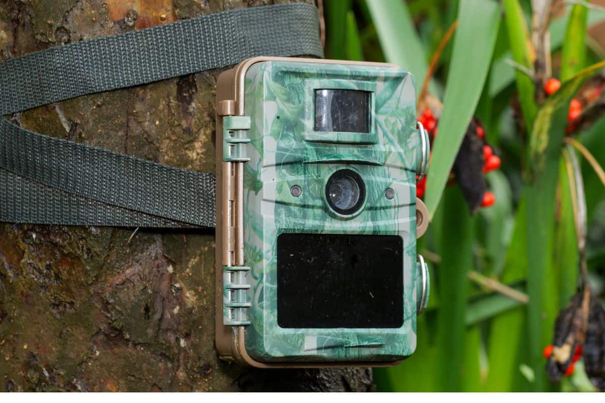 using a trail camera to teach kids about wildlife and conservation