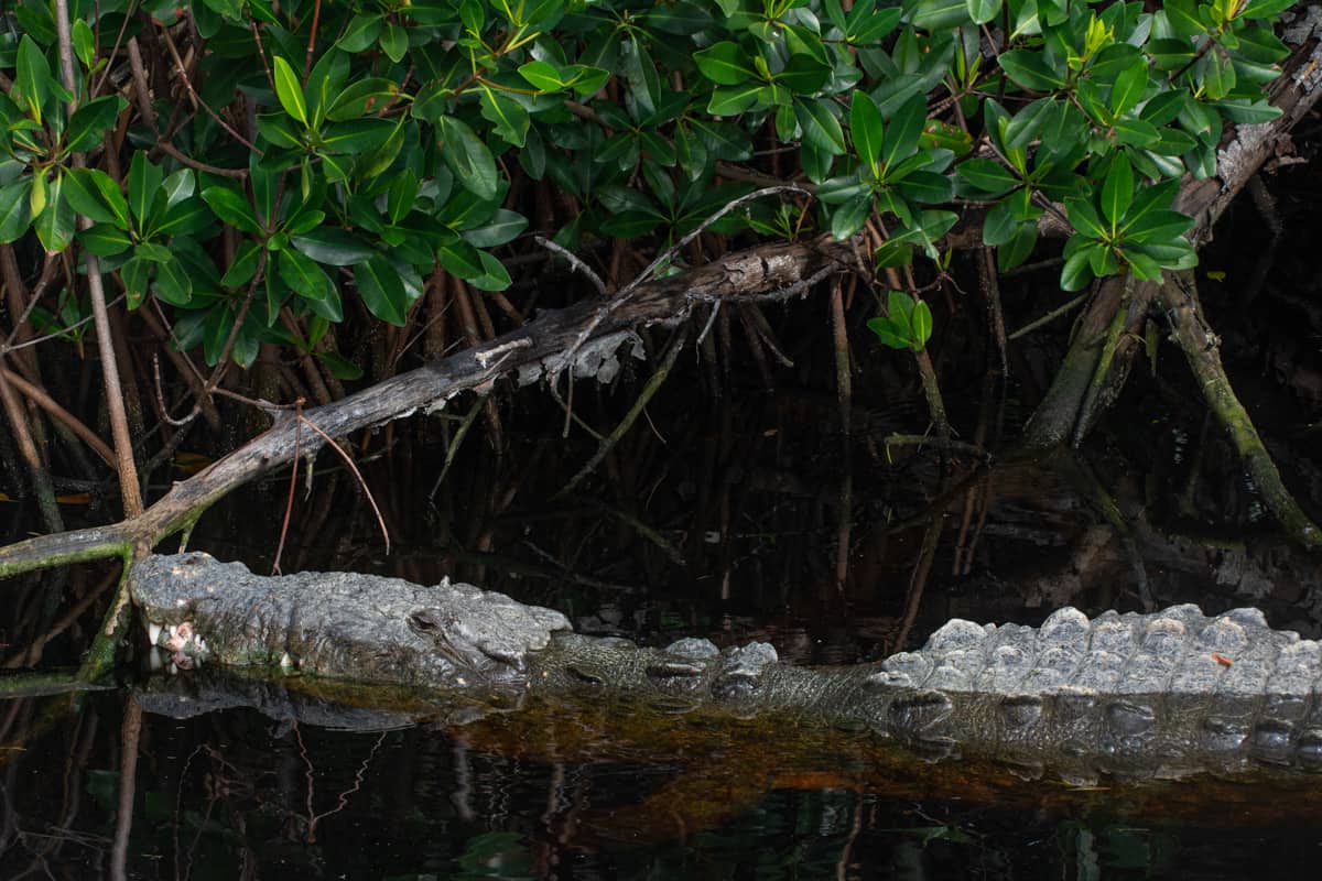 American Crocodile in Flamingo, Everglades National Park 