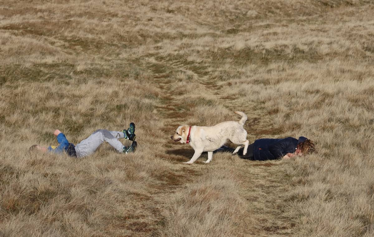 boys and a dog rolling down a hill