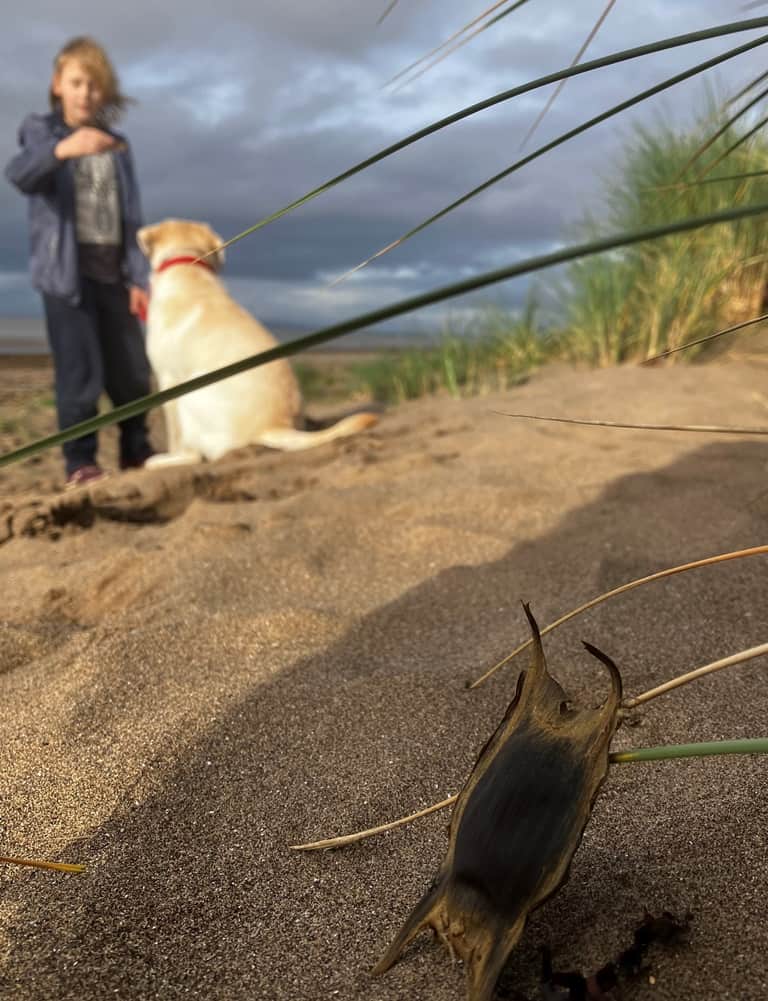 A shark egg case (mermaid's purse), found on a beach