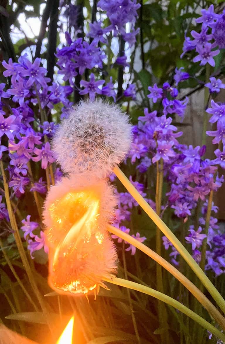 Burning dry dandelions in the back garden