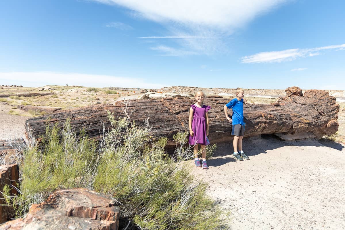 Petrified Forest National park