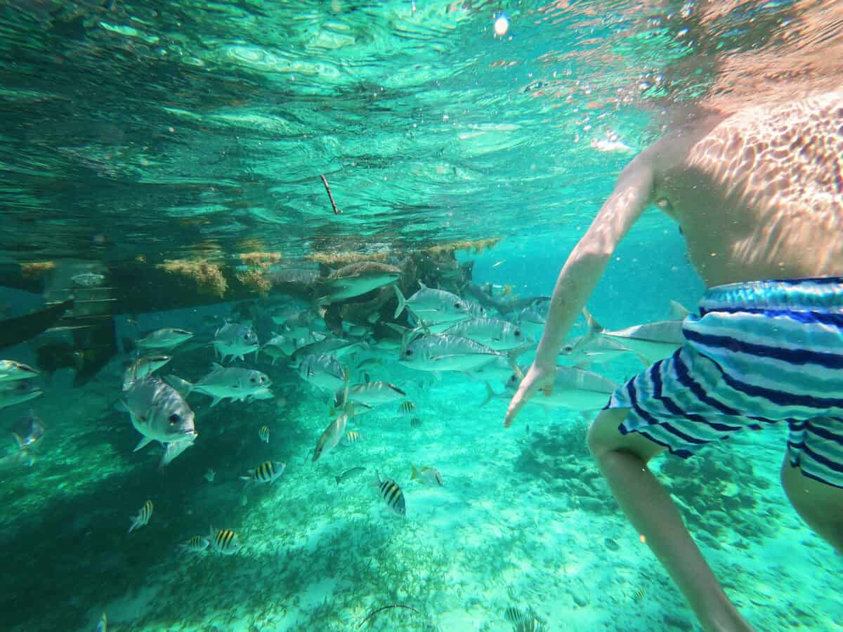 swimming underwater at Shark Ray Alley Belize