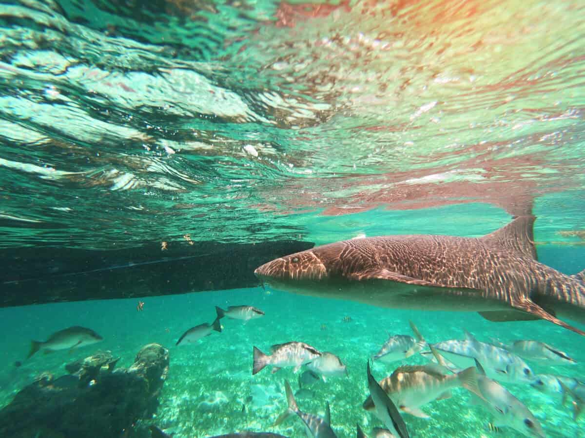 underwater nurse shark at Shark Ray Alley in Belize