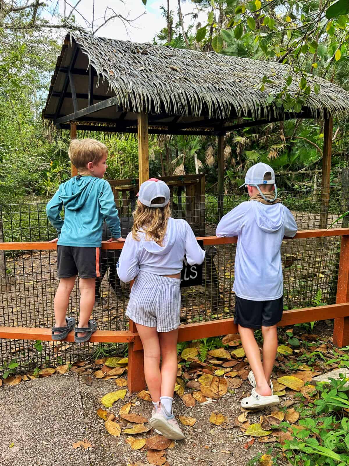 kids looking at tapir at Belize Zoo