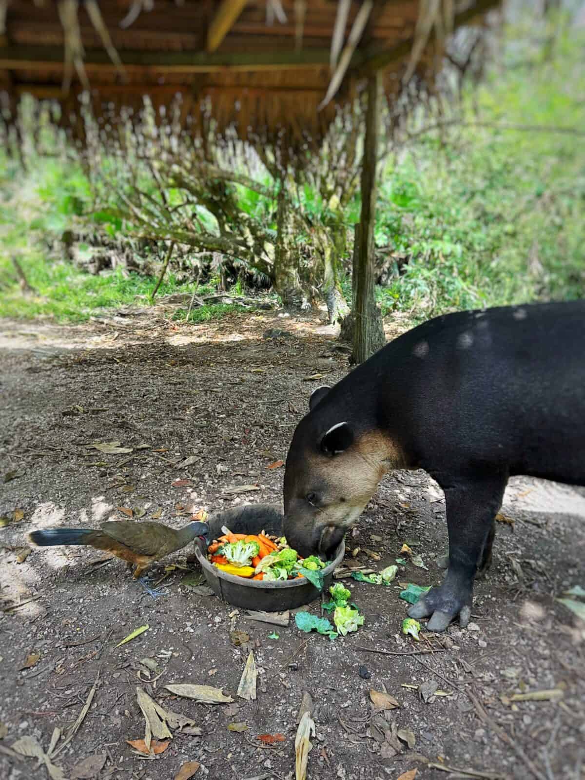 tapir and bird eating in Belize Zoo
