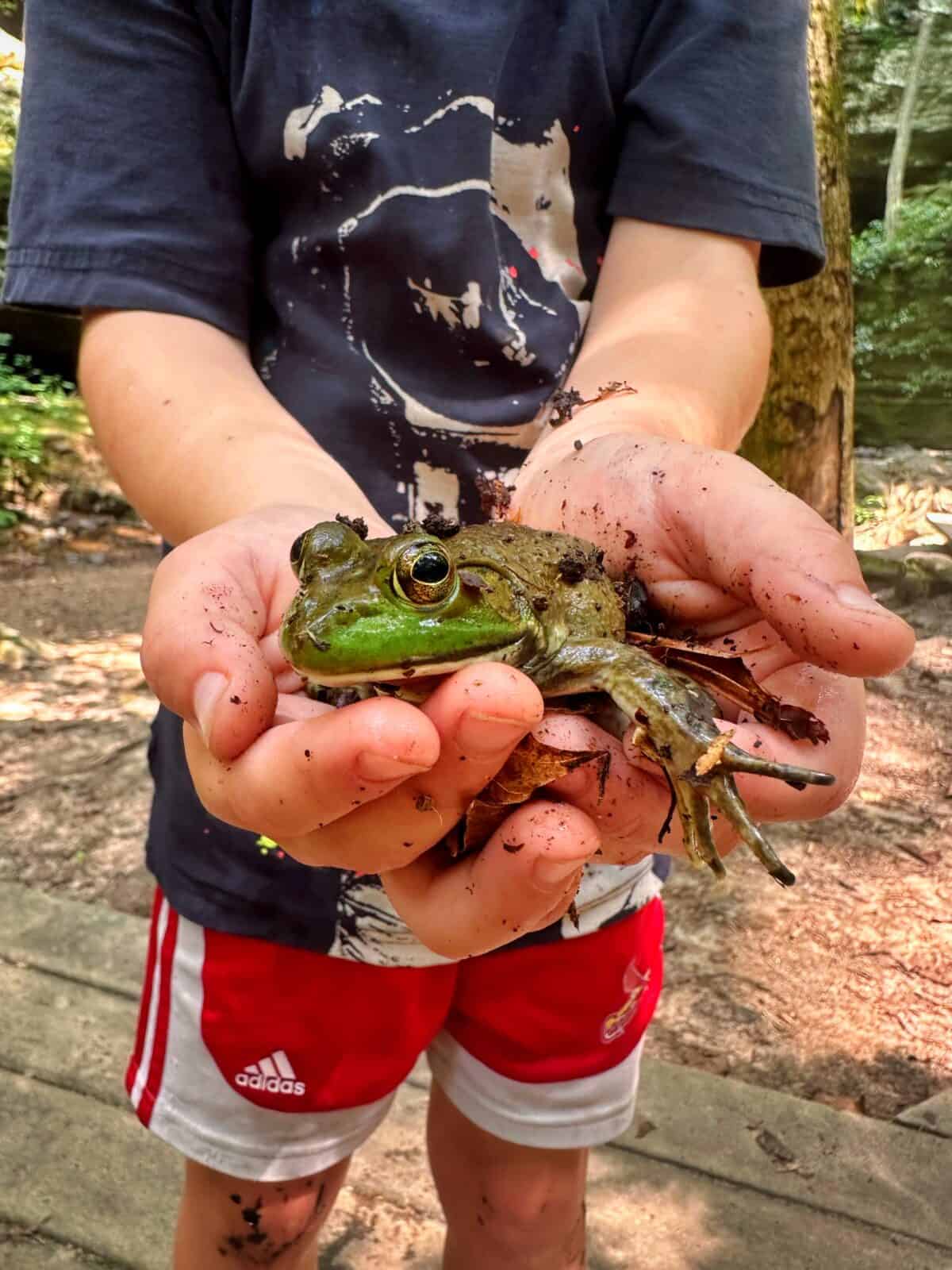 Exploring Ferne Clyff State Park with Kid - Southern Illinois - Big Rocky Hollow Trail